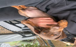 Dachshund dogs for sale: Chocolate dachshund female - Image 3