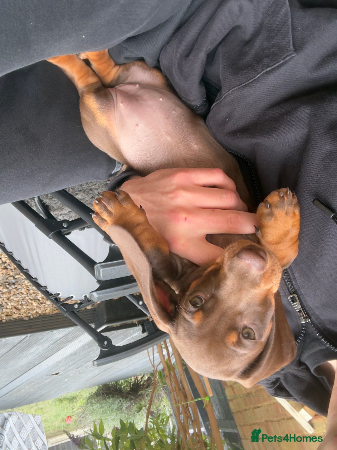 Dachshund dogs for sale: Chocolate dachshund female - Image 3