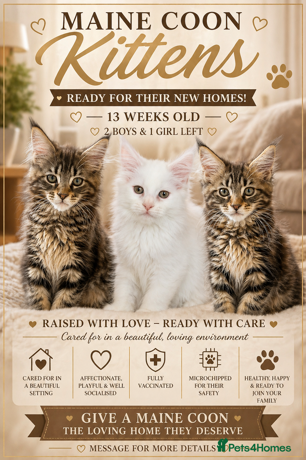 Maine Coon cats Maine coon kittens looking for new homes - Advert 1