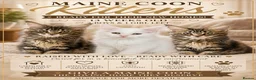 Maine Coon cats for sale: Maine coon kittens looking for new homes - Advert 2