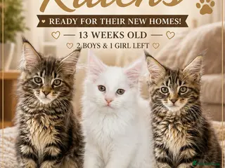 Maine Coon cats Maine coon kittens looking for new homes - Advert 1