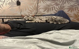 Mixed Breed cats for sale: Female Bengal cross Mainecoon - Image 3