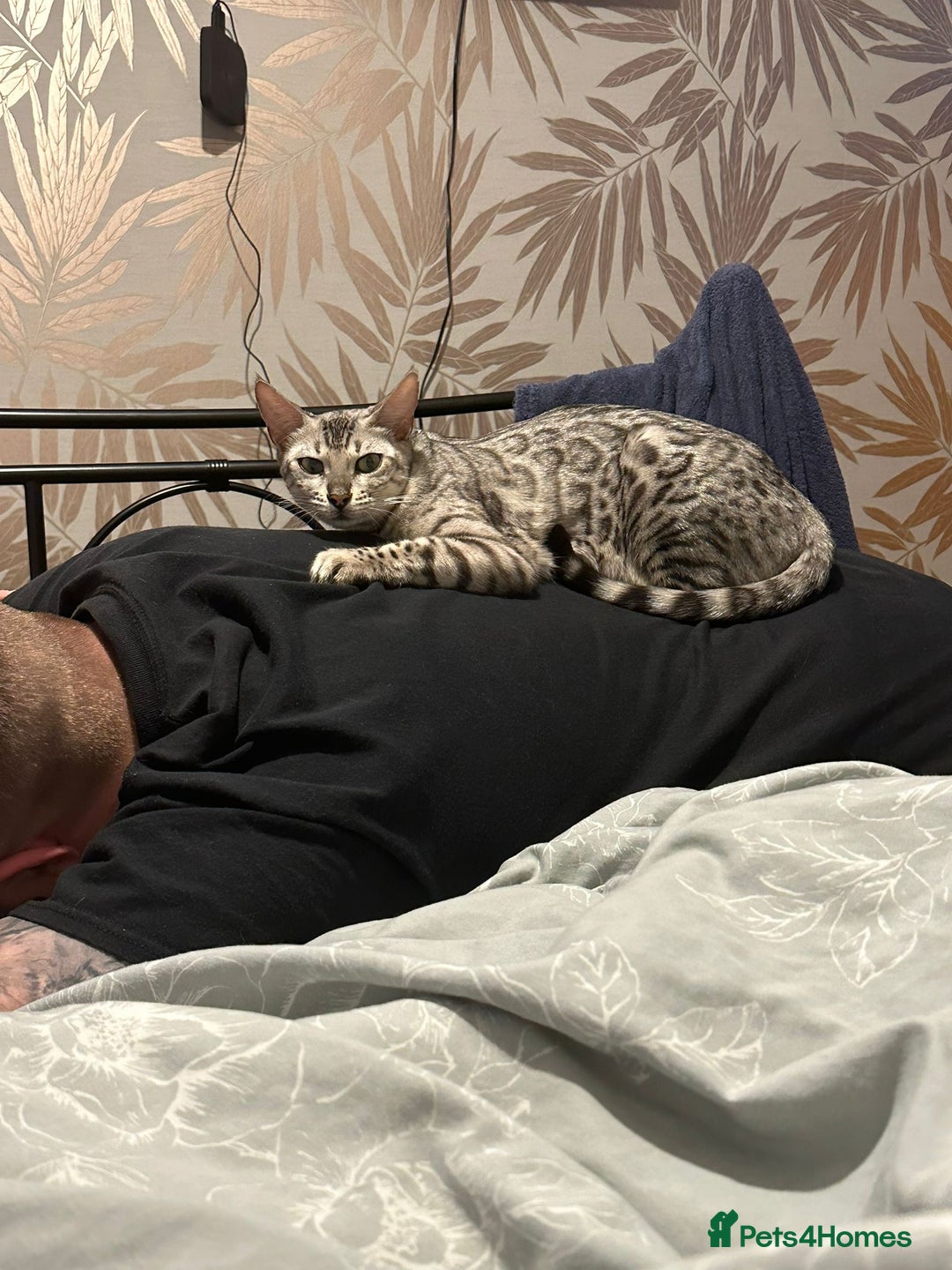 Mixed Breed cats for sale: Female Bengal cross Mainecoon - Image 3