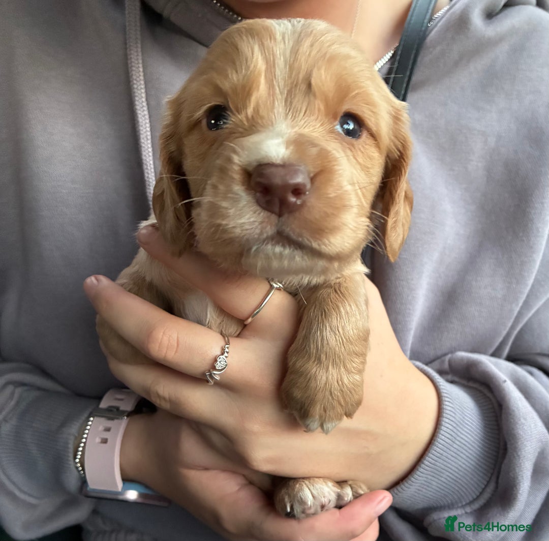 Cocker Spaniel dogs for sale: Cocker spaniel pups - Image 8