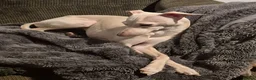 Italian Greyhound dogs for sale: Show standard KC reg Italian Greyhounds - Advert 17