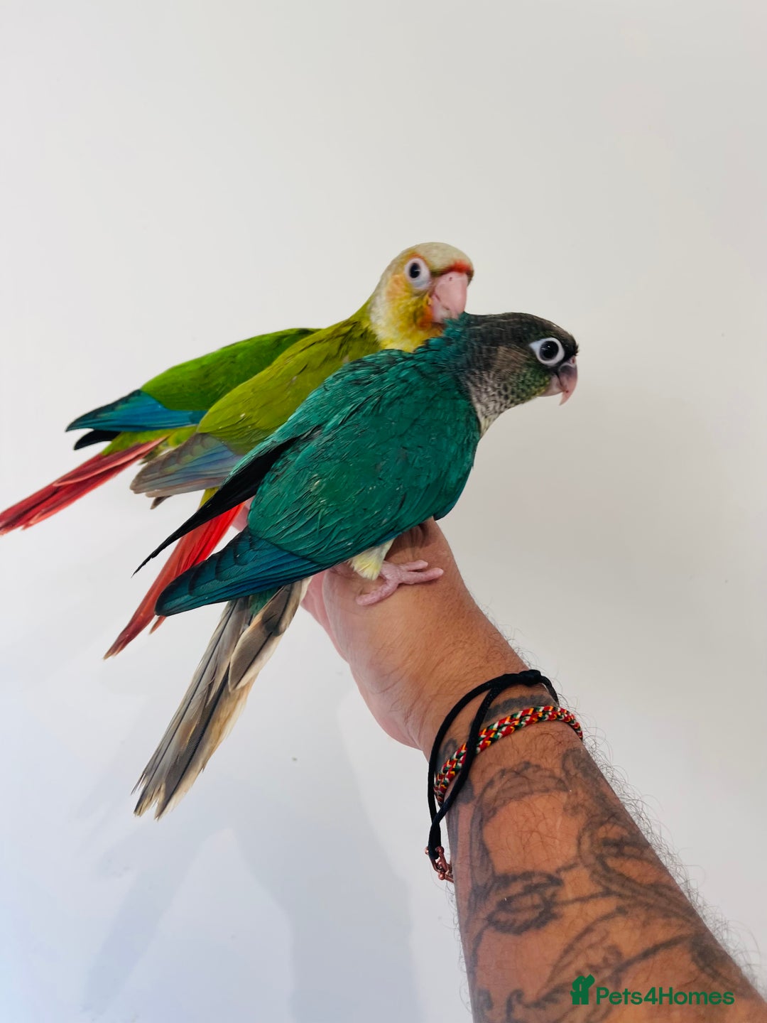 Conures birds for sale: Hand reared conures for sale  - Advert 22