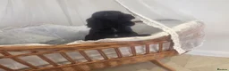 Cocker Spaniel dogs for sale: Golden and Black working type cocker spaniels - Advert 18