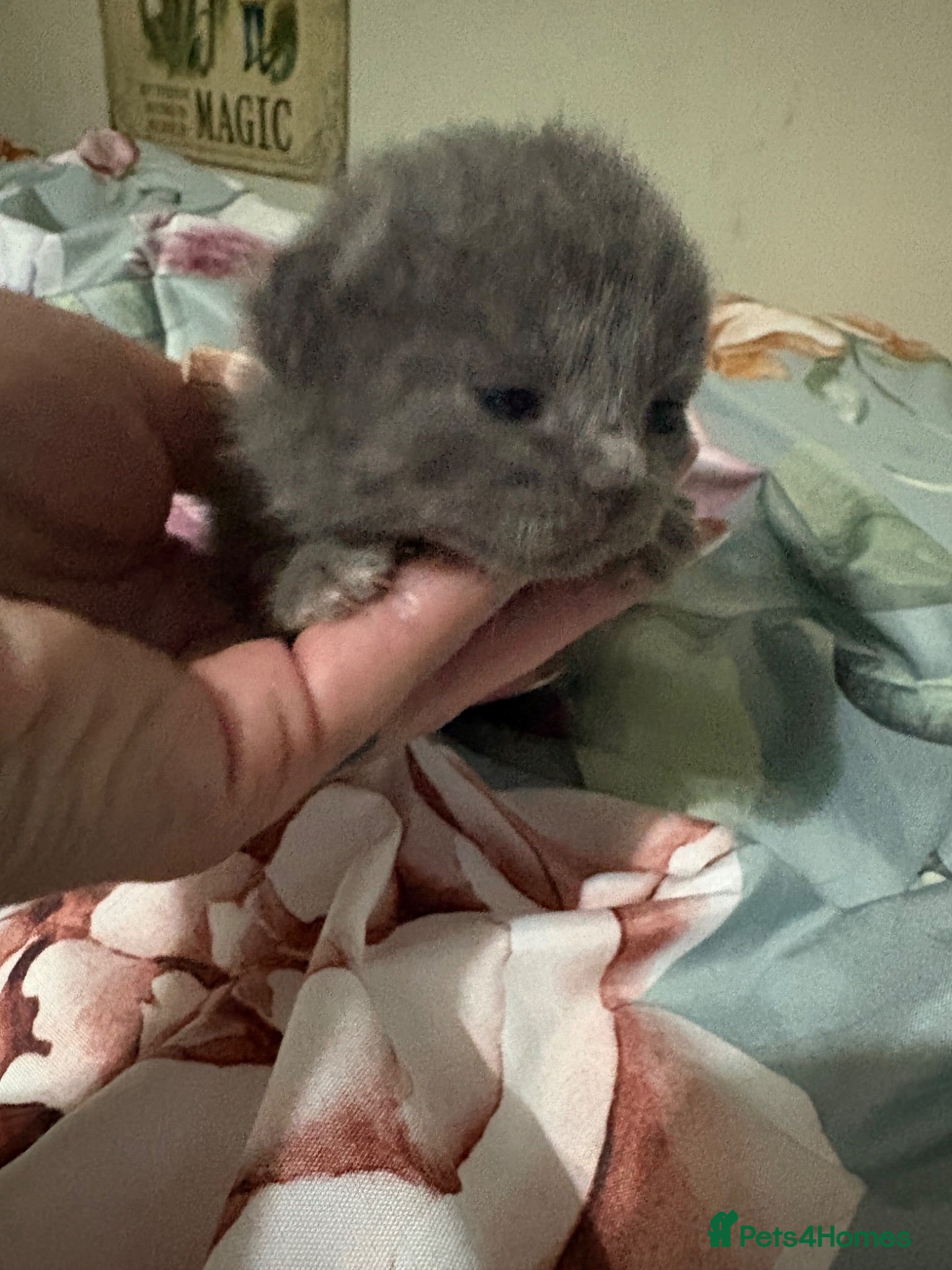 Mixed Breed cats  British Shorthair X kittens - Advert 13