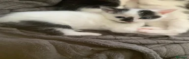 Mixed Breed 2