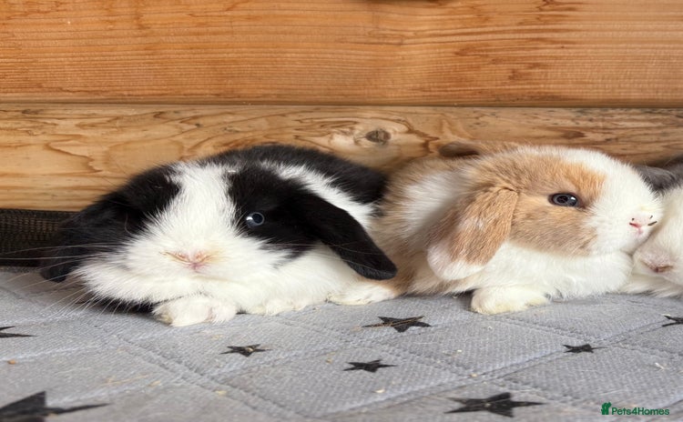 Mini Lop rabbits - Advert 2