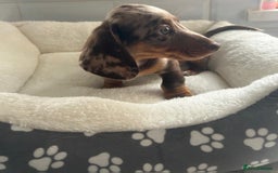 Miniature Dachshund dogs for sale: Miniature dachshund  - Image 16