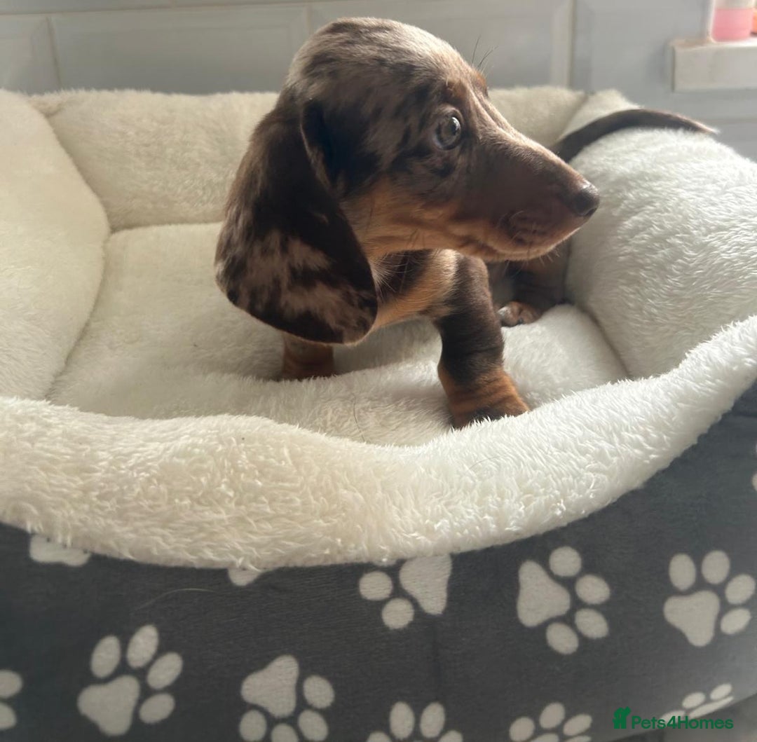 Miniature Dachshund dogs for sale: Miniature dachshund  - Image 16
