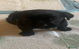 Cockerdor dogs for sale: Black cockerdor  - Advert 3