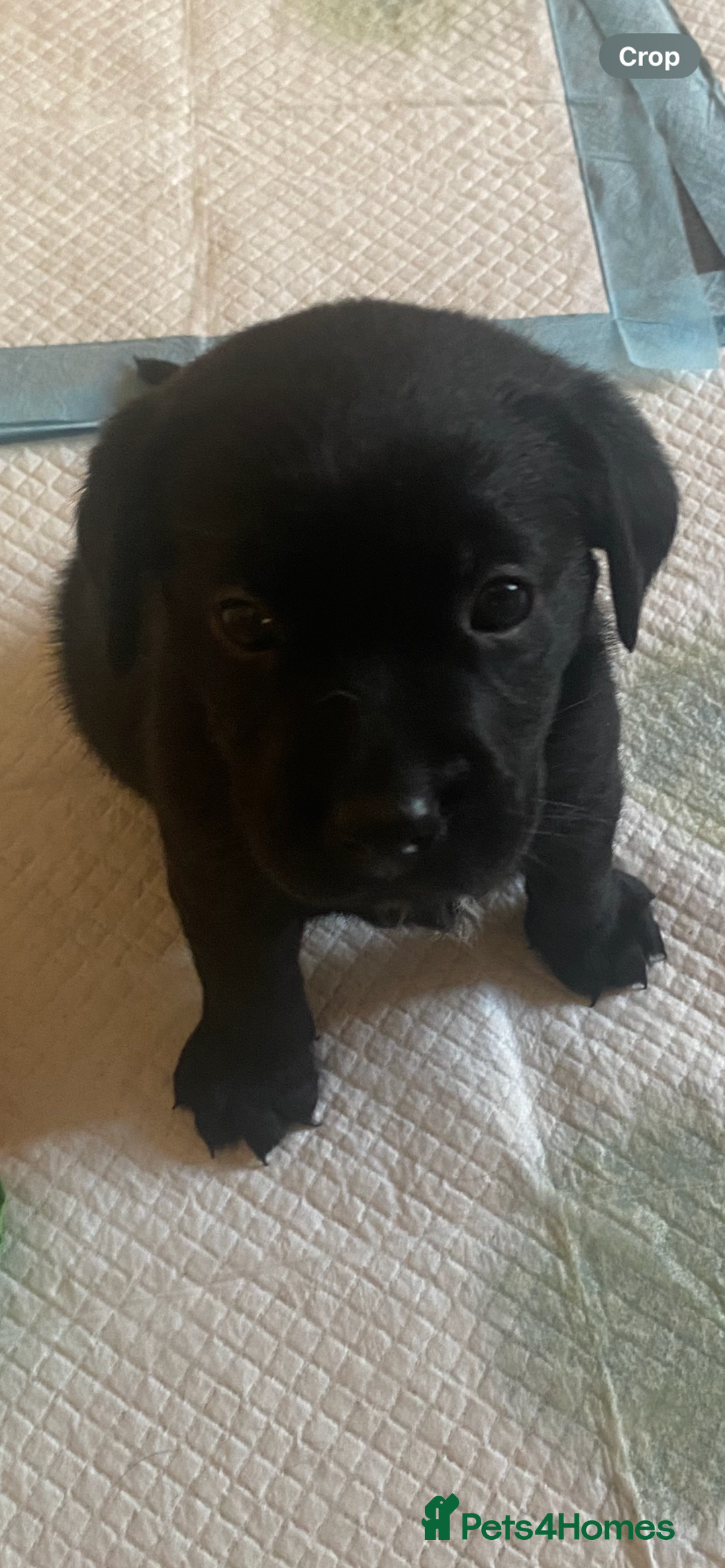 Cockerdor dogs for sale: Black cockerdor  - Advert 3