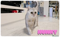 Scottish Fold cats for sale: Adorable scottish fold kittens - Image 24