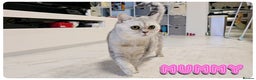 Scottish Fold cats for sale: Scottish fold - Advert 18