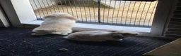 Mini Lop rabbits for sale: Beautiful mini lop babies - Advert 11
