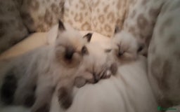 Ragdoll cats for sale: Ragdoll babies  - Image 13