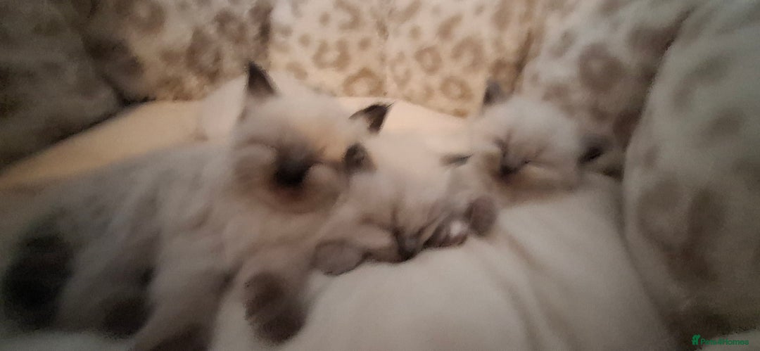 Ragdoll cats for sale: Ragdoll babies  - Image 13