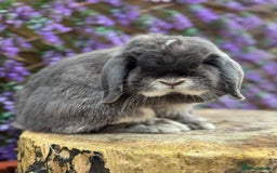 Mini Lop rabbits for sale: Harlequin Mini Lop Buck - Image 13