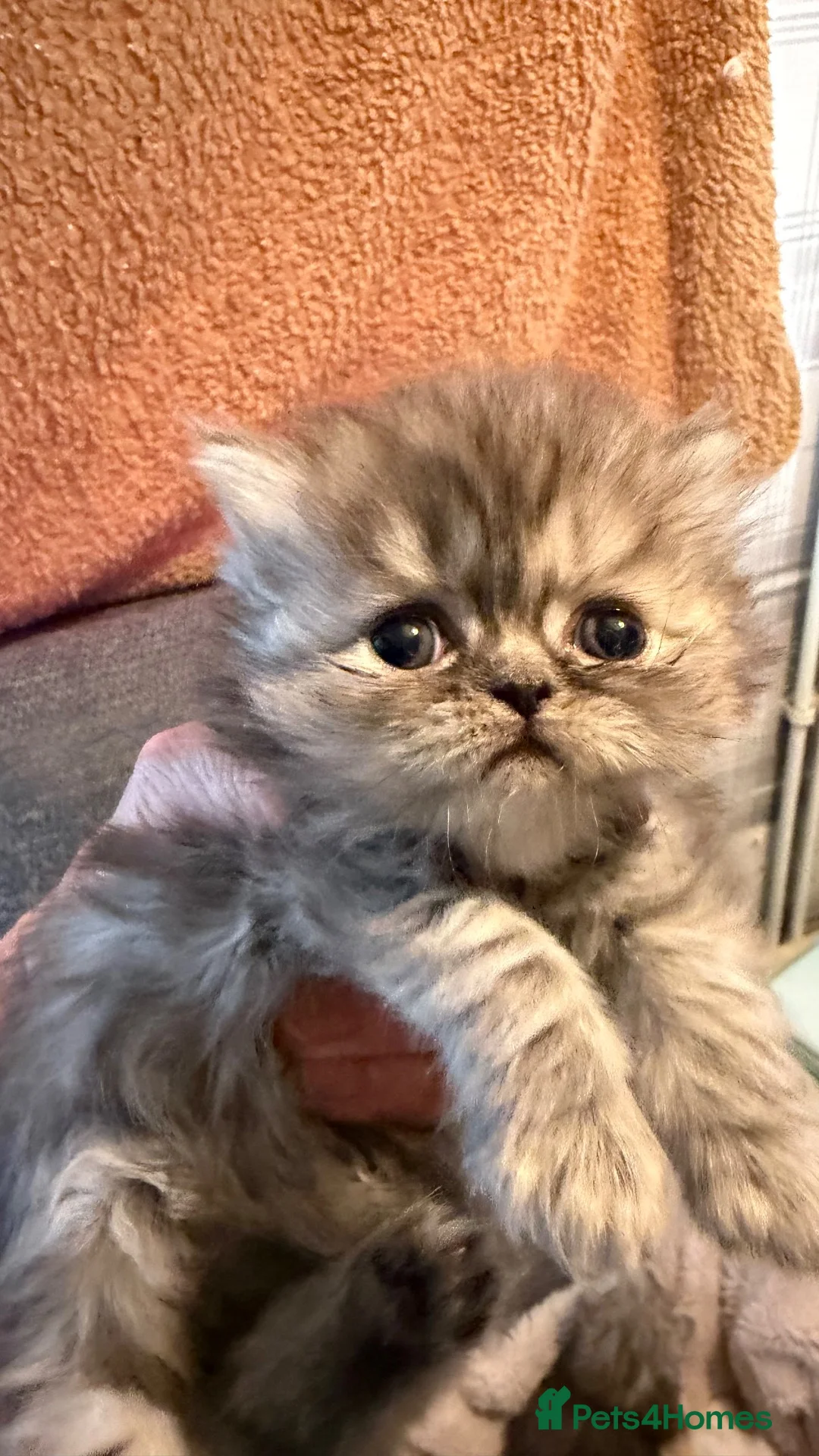 Persian cats for sale: Chinchilla exotic kittens  - Advert 6