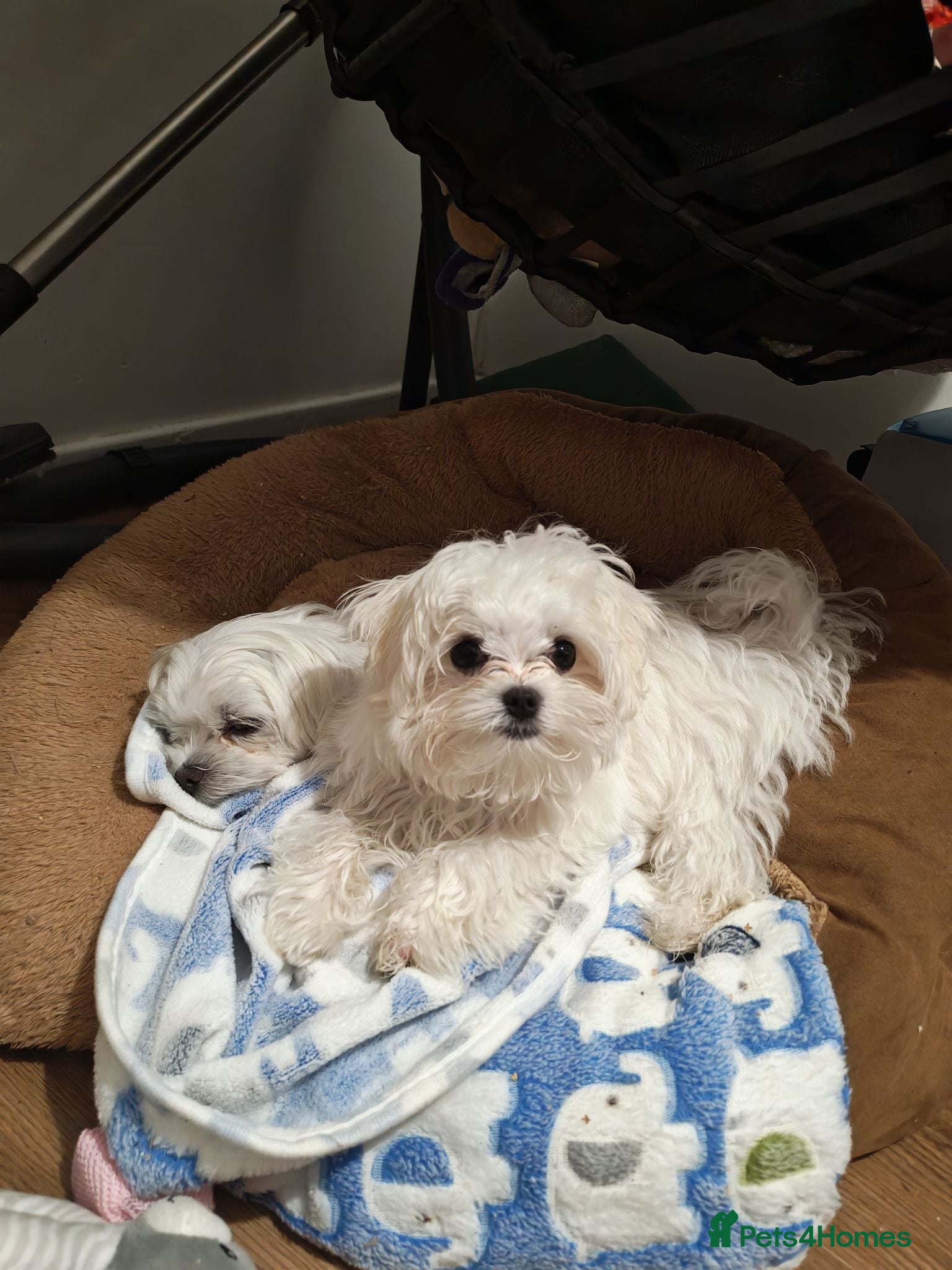 Maltese dogs 🐾 Beautiful Maltese puppy for sale 🐾 - Advert 5