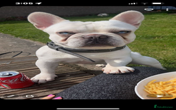 French Bulldog dogs for stud: Solid blue Merle platinum carrying testable and L1 in Aberdeen - Image 7