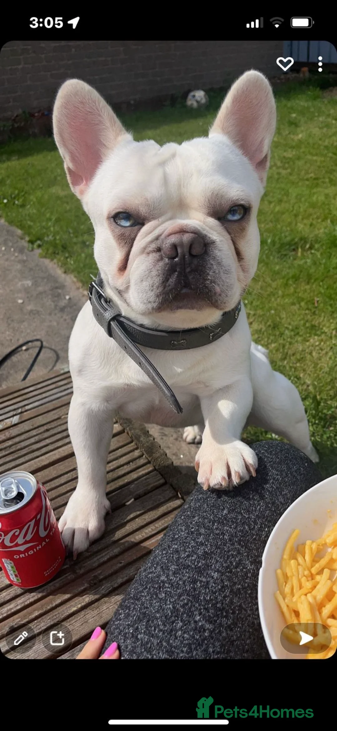 French Bulldog dogs for stud: Solid blue Merle platinum carrying testable and L1 in Aberdeen - Advert 7