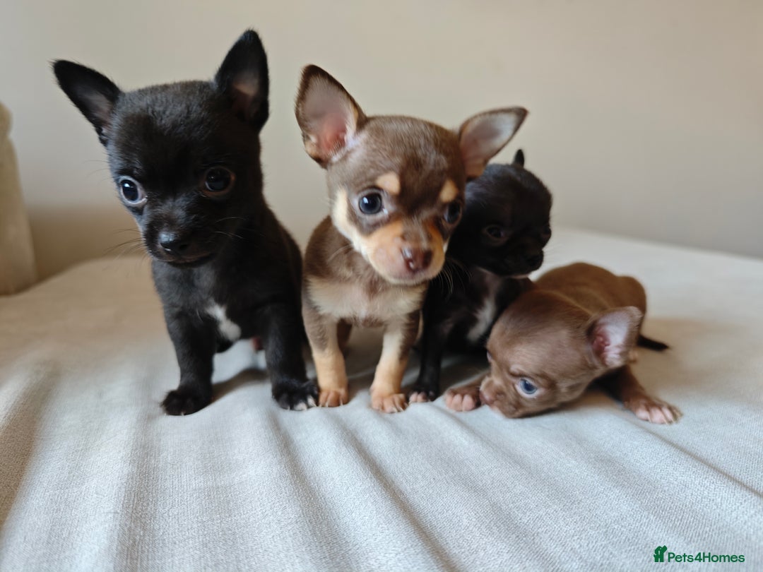Chihuahua dogs for sale: Micro Chihuahua Puppies - Exceptional Lines - Image 17
