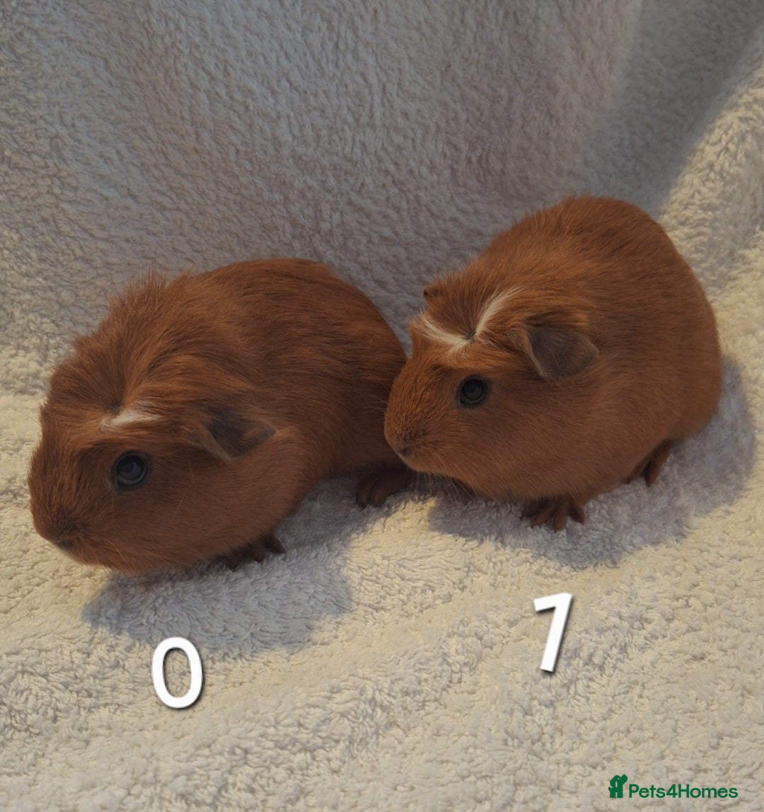 Guinea Pig rodents Beautiful Baby guineas ready now ♥️ - Advert 2