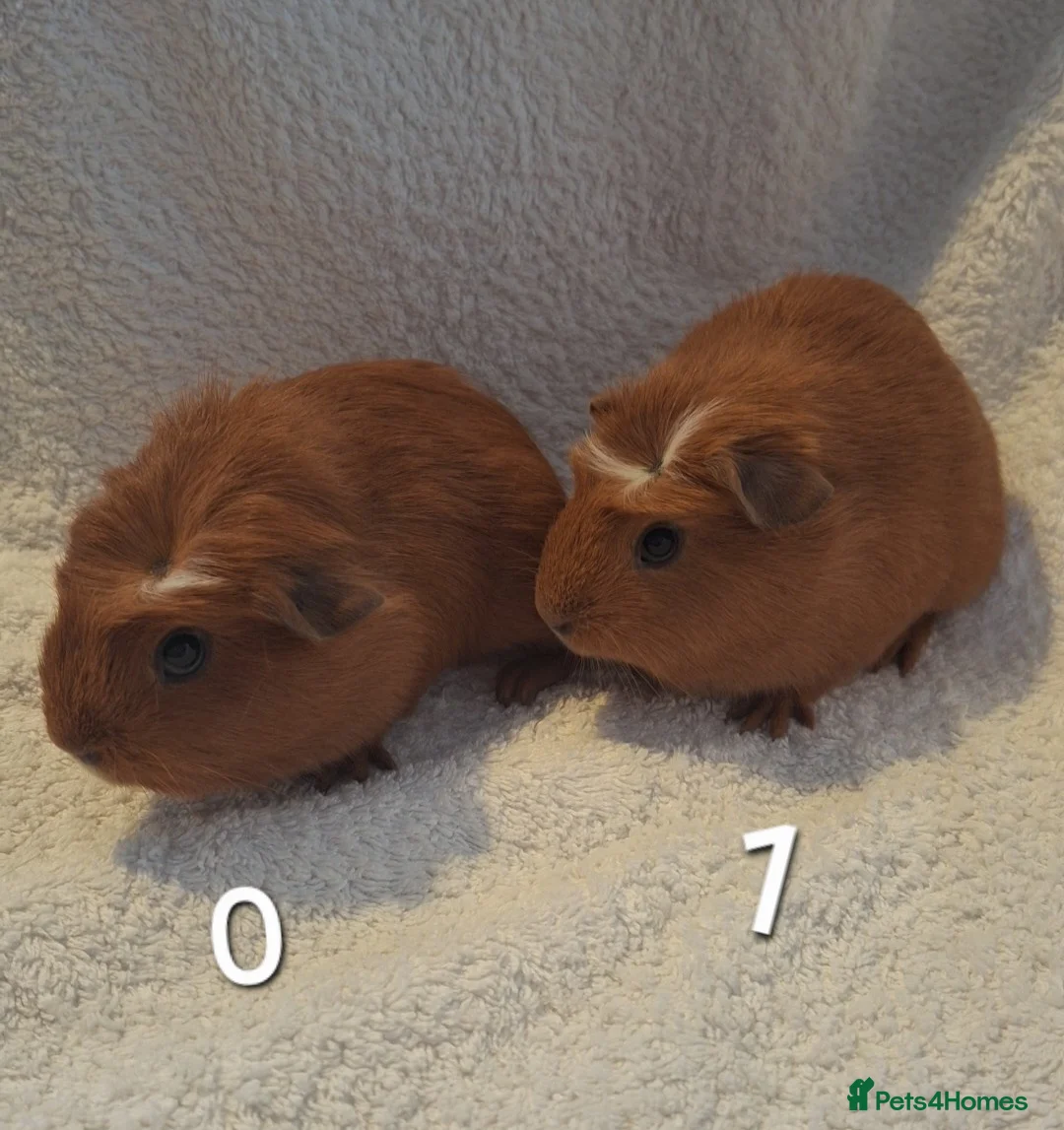 Guinea Pig rodents for sale: Beautiful Baby guineas ready now ♥️ - Advert 2