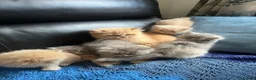 Persian cats for sale: 5 Beautiful Persian Kittens 💕🐾💙 - Advert 5