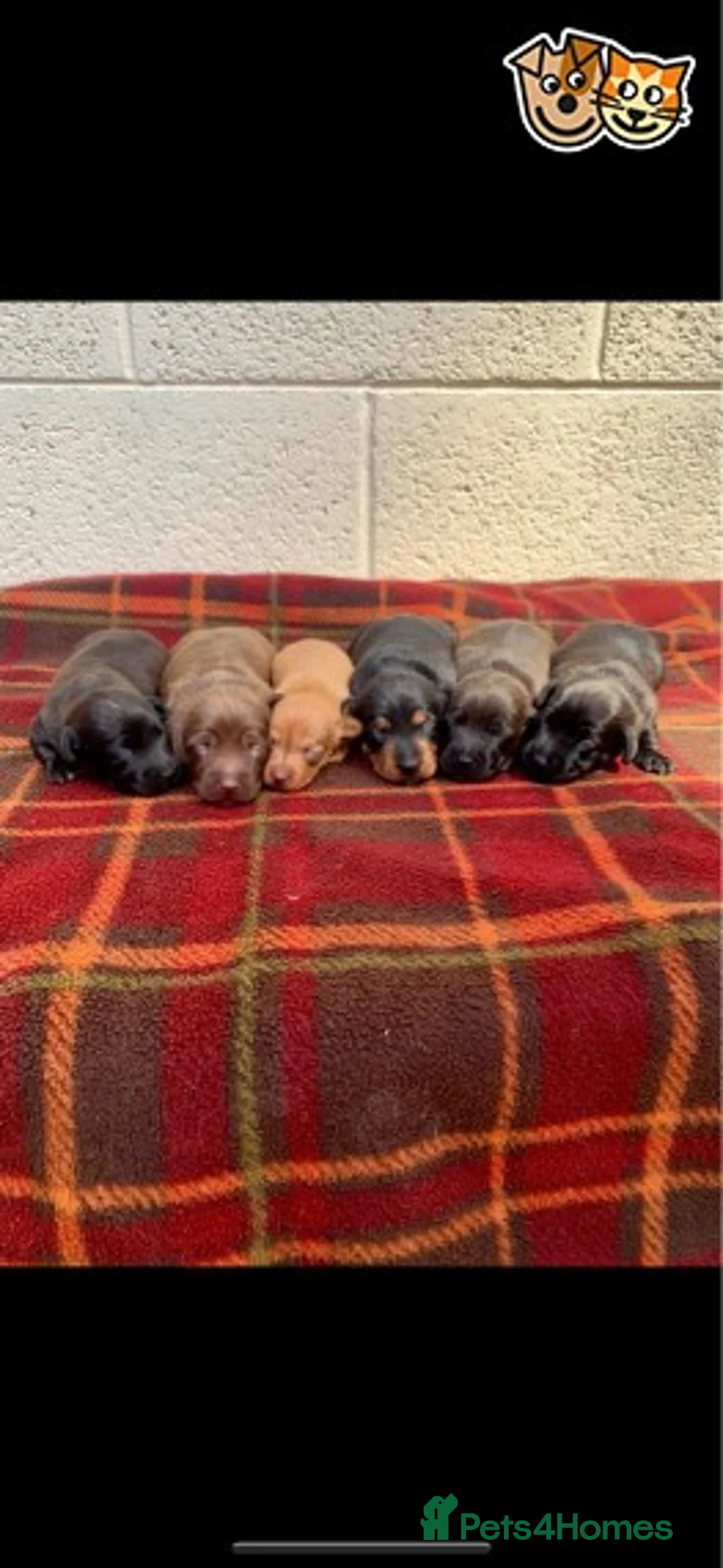 Dachshund dogs for stud: PRA Clear Miniature Dachshund in Liverpool - Advert 3