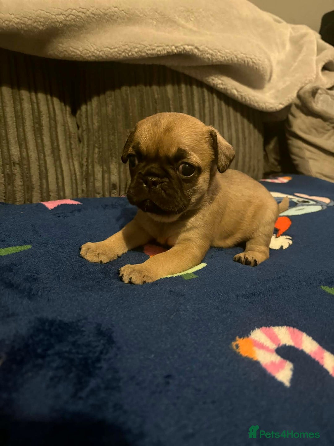 Frug dogs for sale: 3 frug puppies looking for there forever homes. - Advert 8