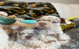 French Bulldog dogs for sale: Stunning Newshade French Bulldog Puppies - Image 1