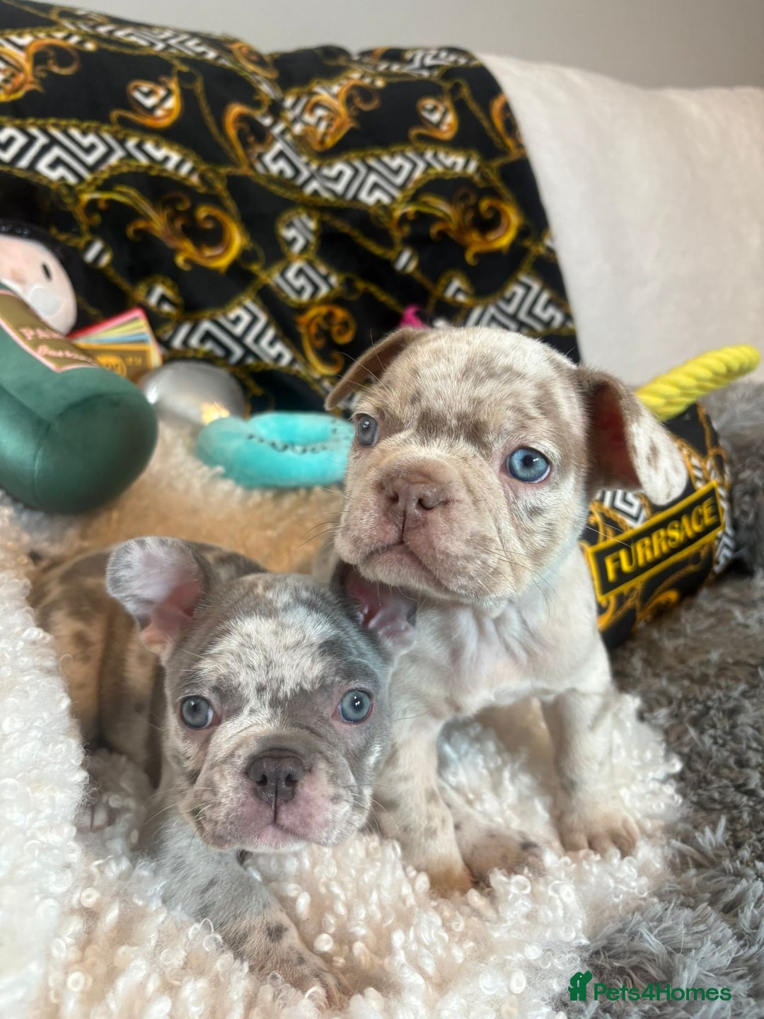 French Bulldog dogs for sale: Stunning Newshade French Bulldog Puppies - Image 1