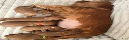 Cavalier King Charles Spaniel dogs for sale: KC Cavalier King Charles puppies  - Advert 4