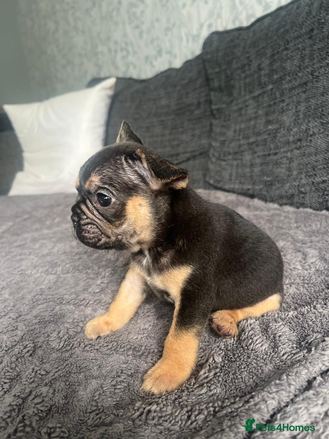 French Bulldog dogs for sale: French bulldog puppies  - Image 1