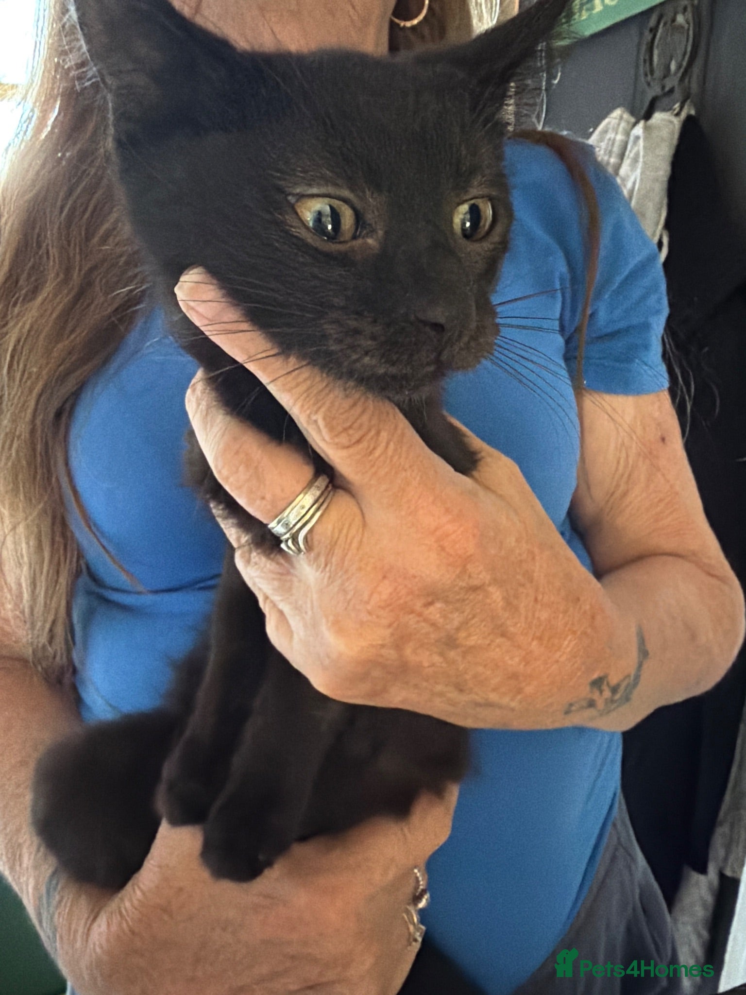 Domestic Shorthair cats 2 kittens for sale  - Advert 16