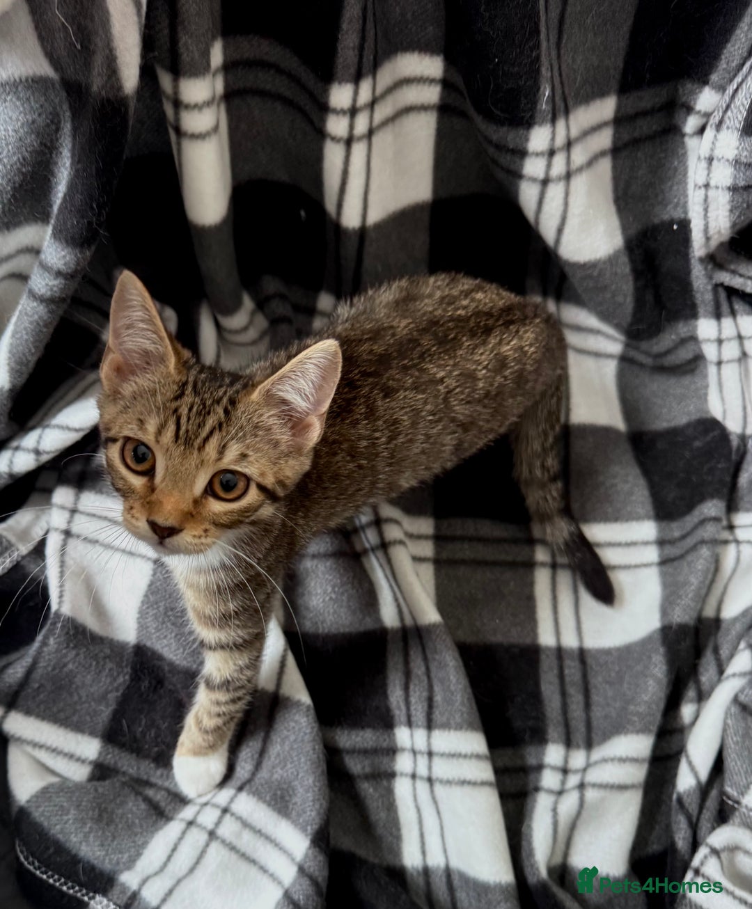 Mixed Breed cats for sale: 4 tabby kittens available  - Image 10