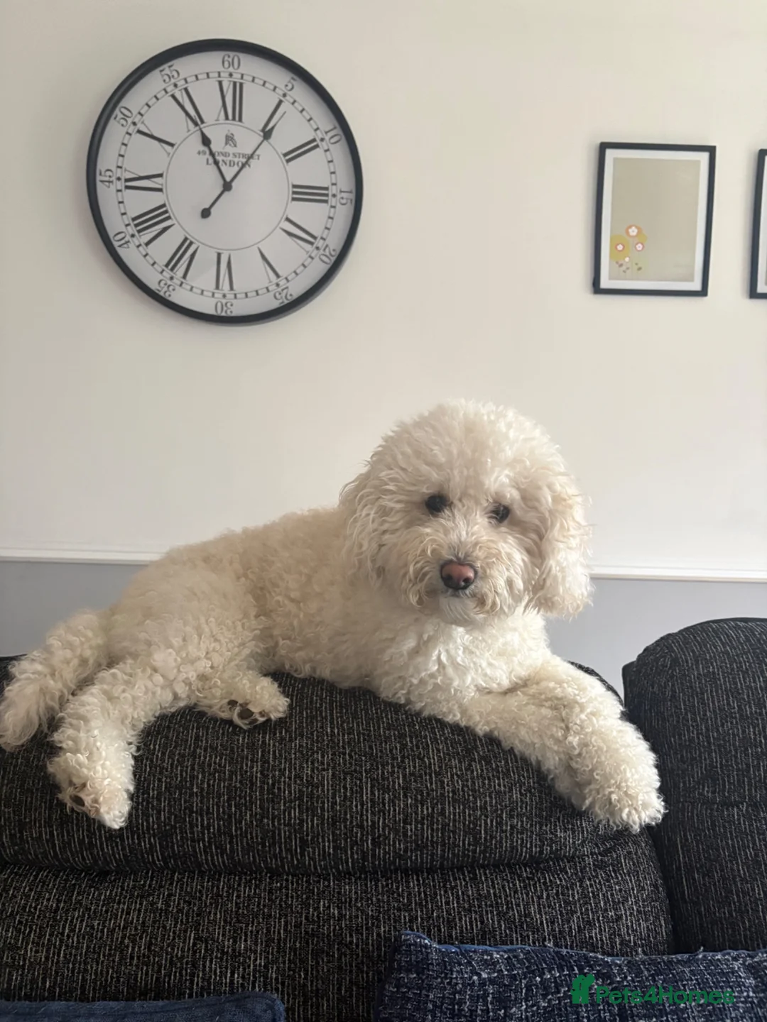Miniature Poodle dogs for sale: Red Miniature poodle puppy🤎🐾 - Advert 30