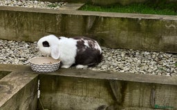 Mini Lop rabbits for sale: Minilops male and female  - Advert 7