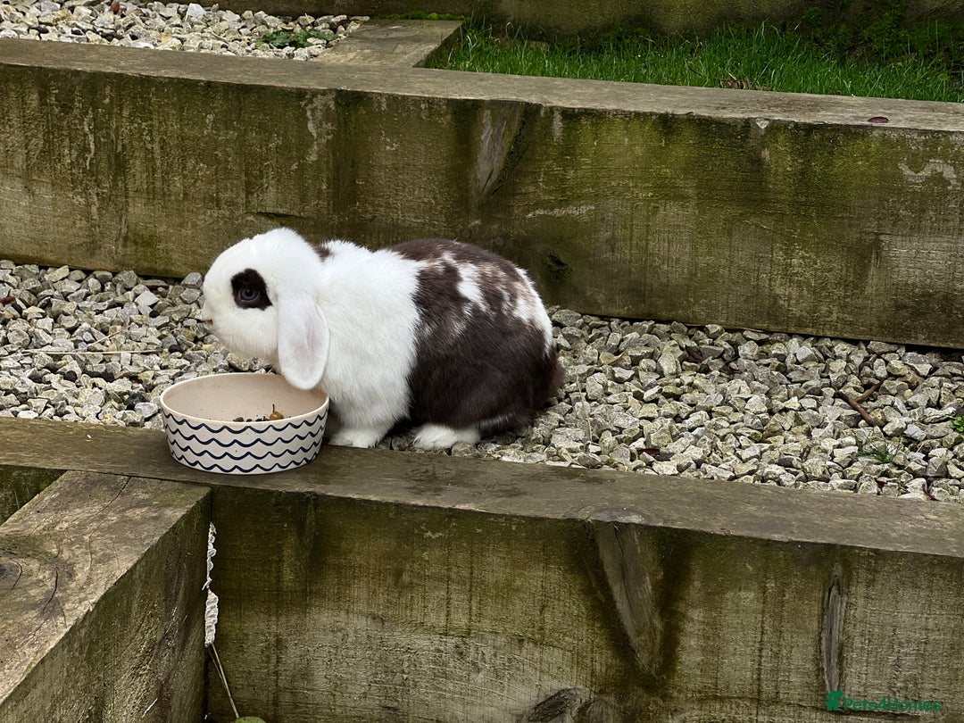 Mini Lop rabbits for sale: Minilops male and female  - Advert 7