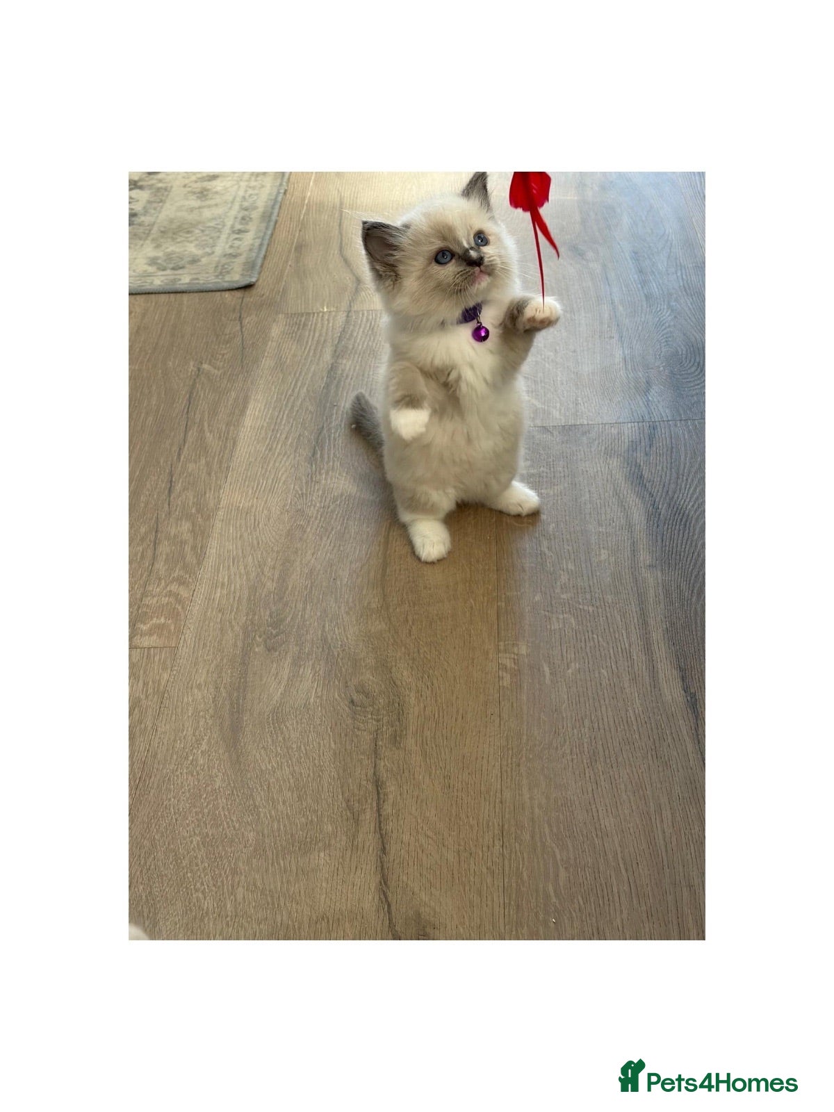 Ragdoll cats 7 Stunning Baby Ragdolls - Advert 1