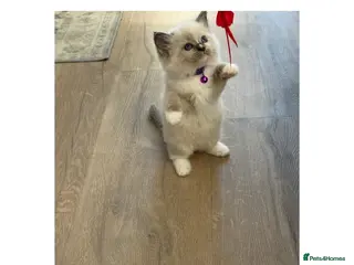 Ragdoll cats 7 Stunning Baby Ragdolls - Advert 1