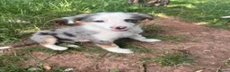Mixed Breed dogs for sale: 4 beautiful collie pups  - Advert 12