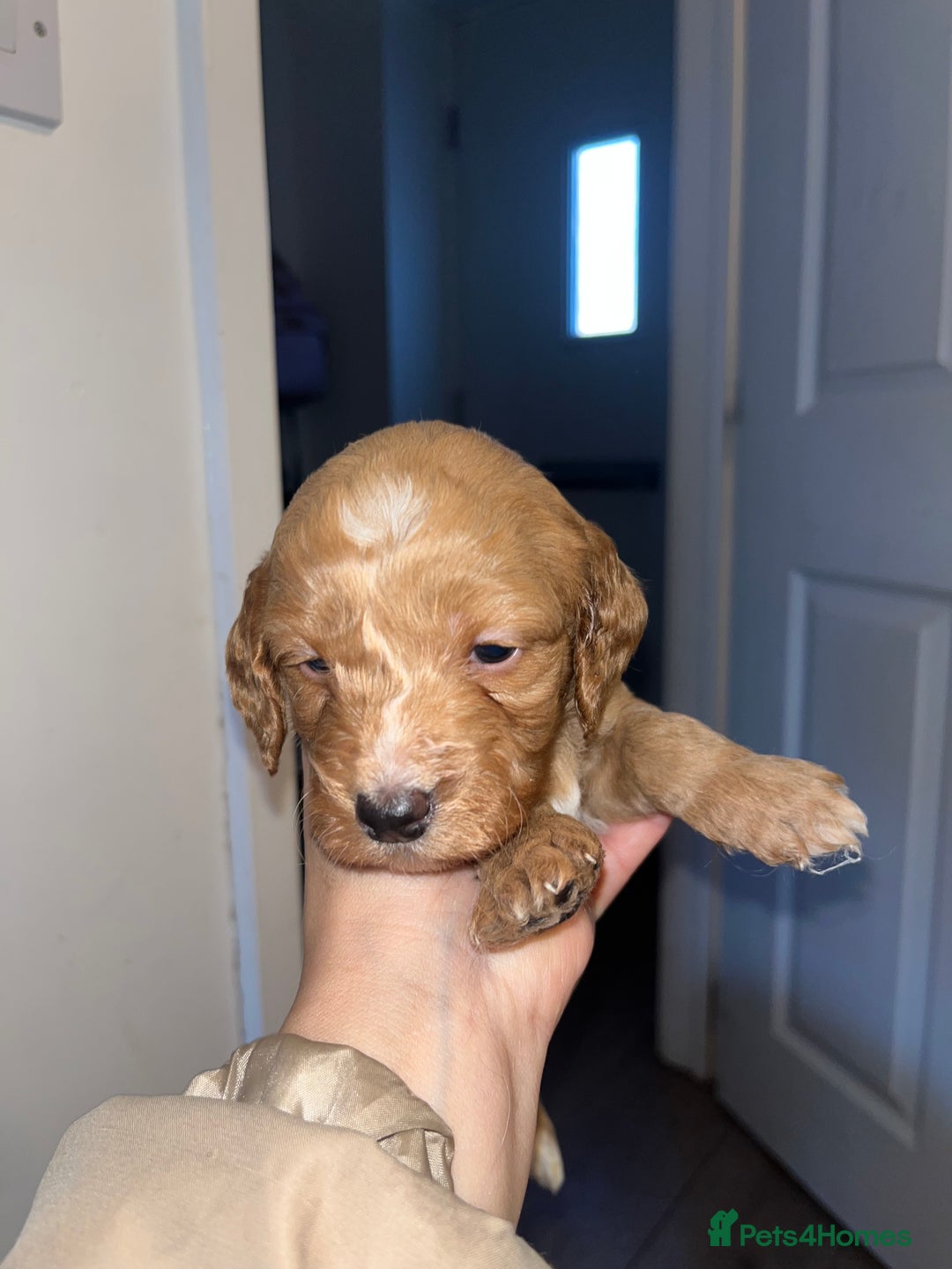 Cockapoo dogs for sale: Cockapoo puppies  - Advert 2