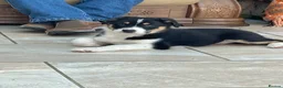 Australian Shepherd dogs for sale: Boys and girls available  - Advert 3