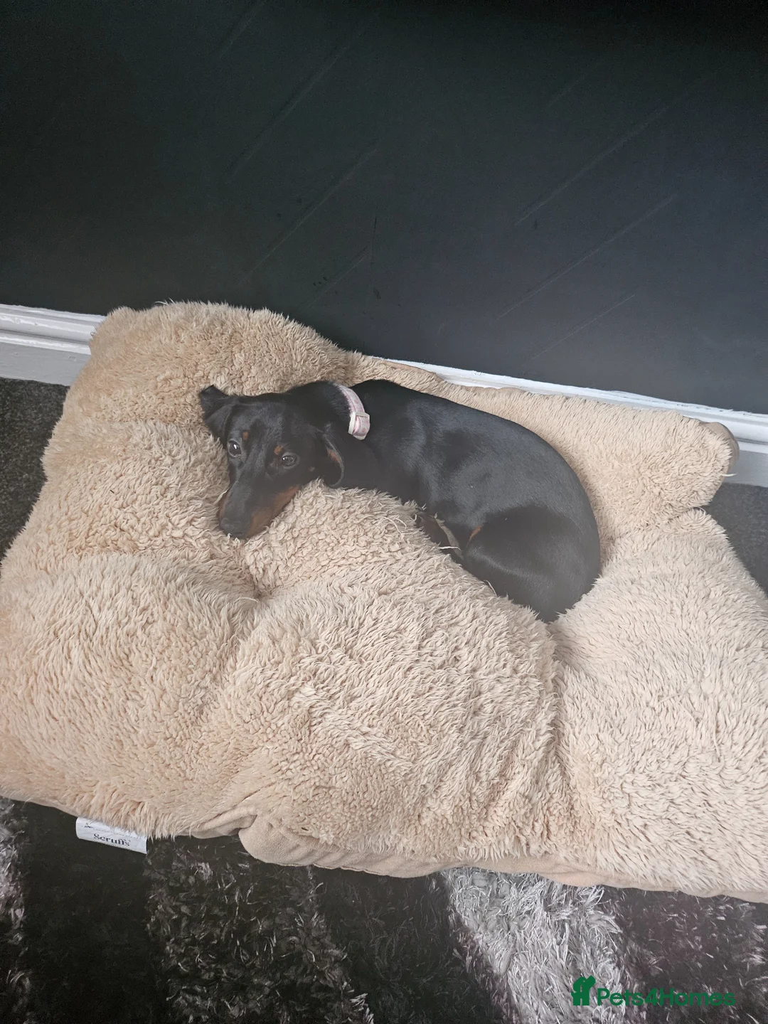 Dachshund dogs for sale: 7 month little girl in Stoke-on-Trent - Advert 3