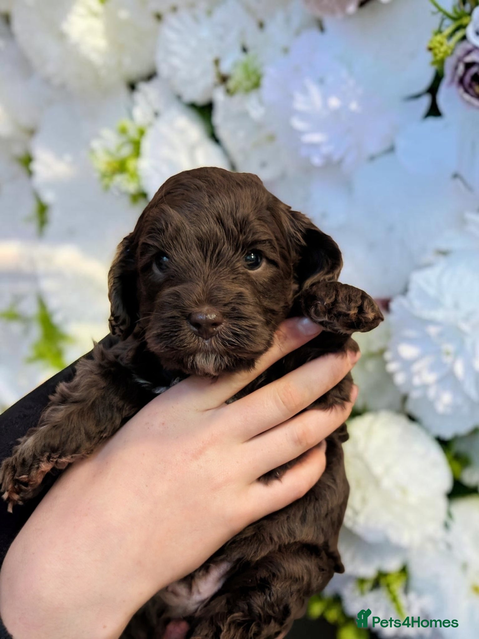 Australian Labradoodle dogs for sale: One Australian Labradoodle male puppy available  in Inverness - Advert 5